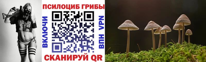 Псилоцибиновые грибы Psilocybe  Купить где  Тюмень 